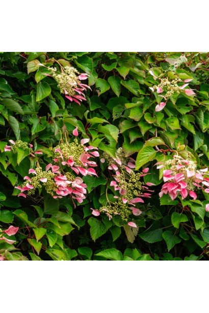 Гортензія черешкова  ’Crug Coral’